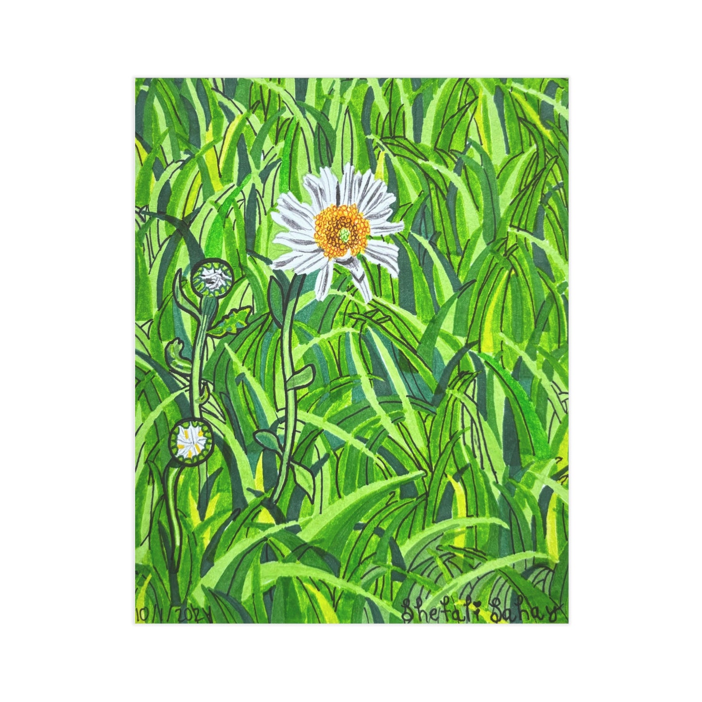 A Daisy In Bloom | Unframed Prints