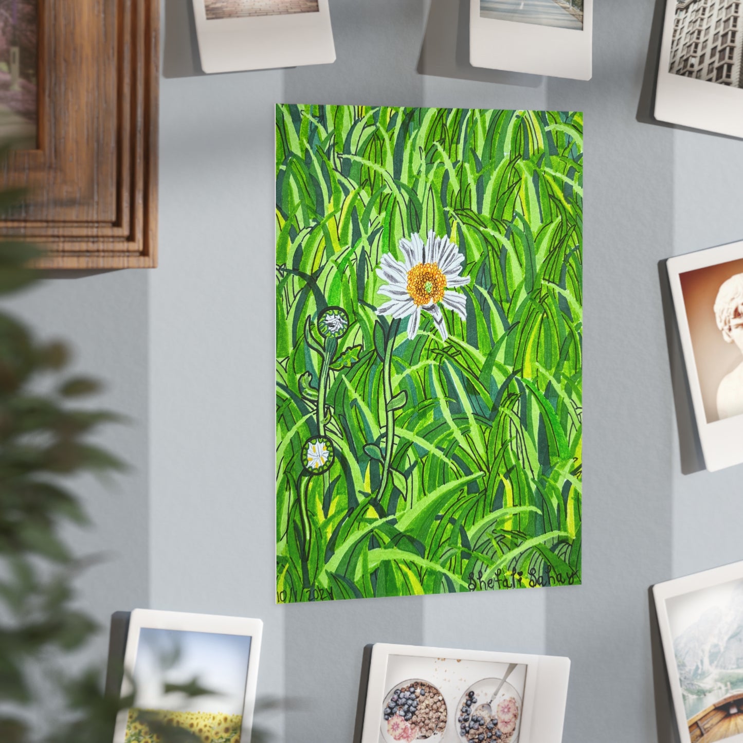 A Daisy In Bloom | Unframed Prints