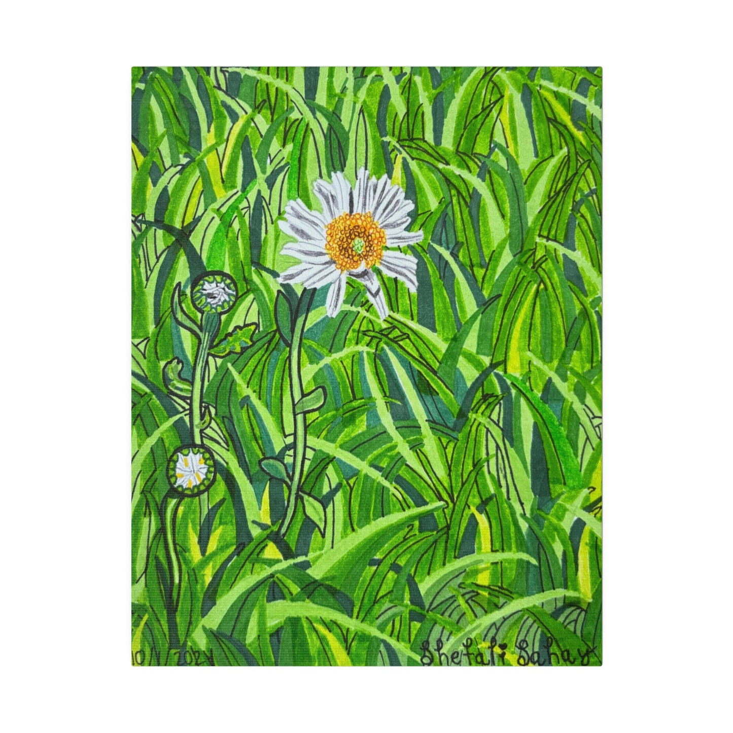 A Daisy In Bloom | Matte Canvas, Stretched, 0.75"