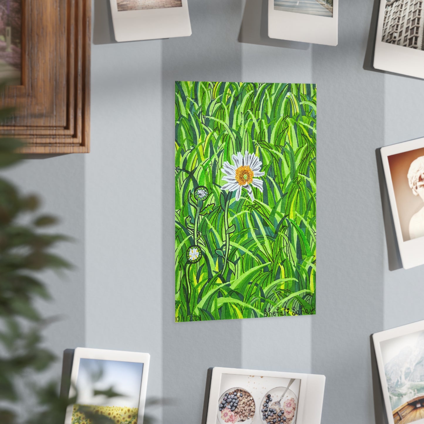 A Daisy In Bloom | Unframed Prints