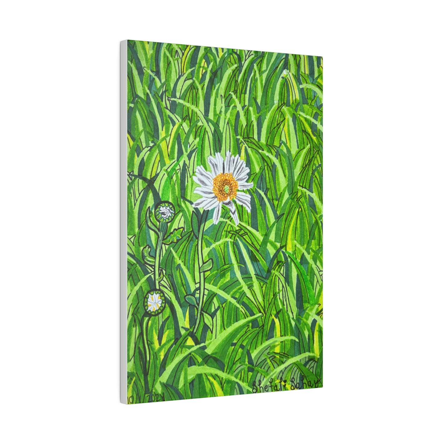 A Daisy In Bloom | Matte Canvas, Stretched, 0.75"