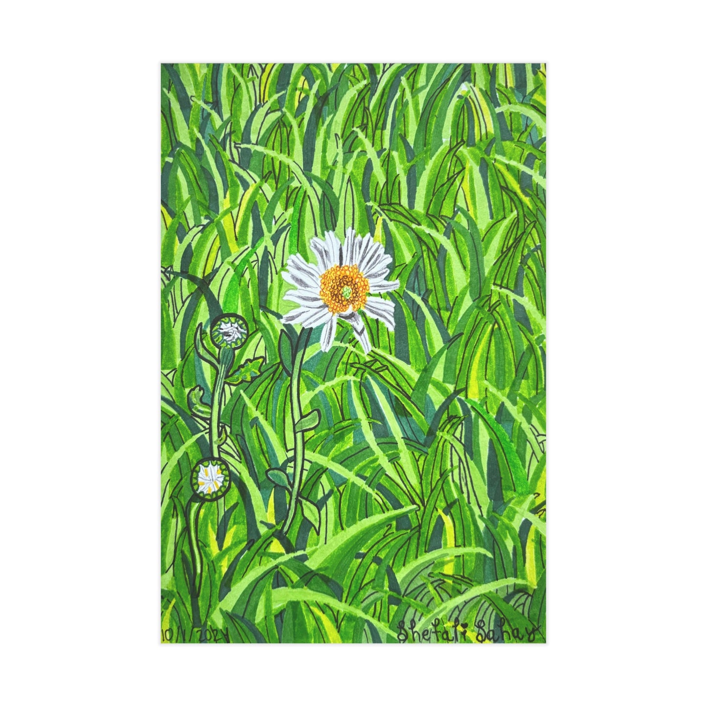 A Daisy In Bloom | Unframed Prints