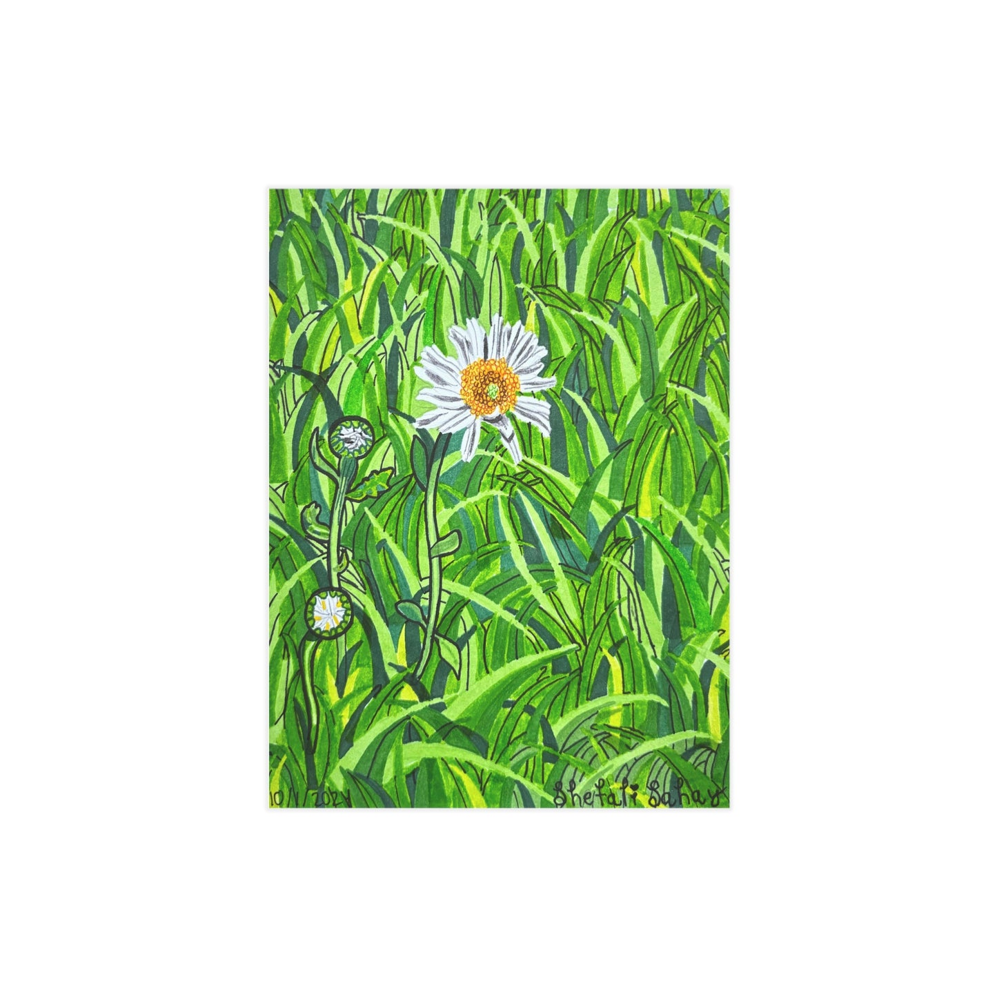 A Daisy In Bloom | Unframed Prints