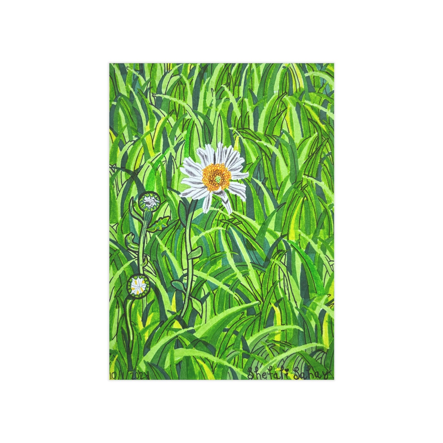 A Daisy In Bloom | Unframed Prints