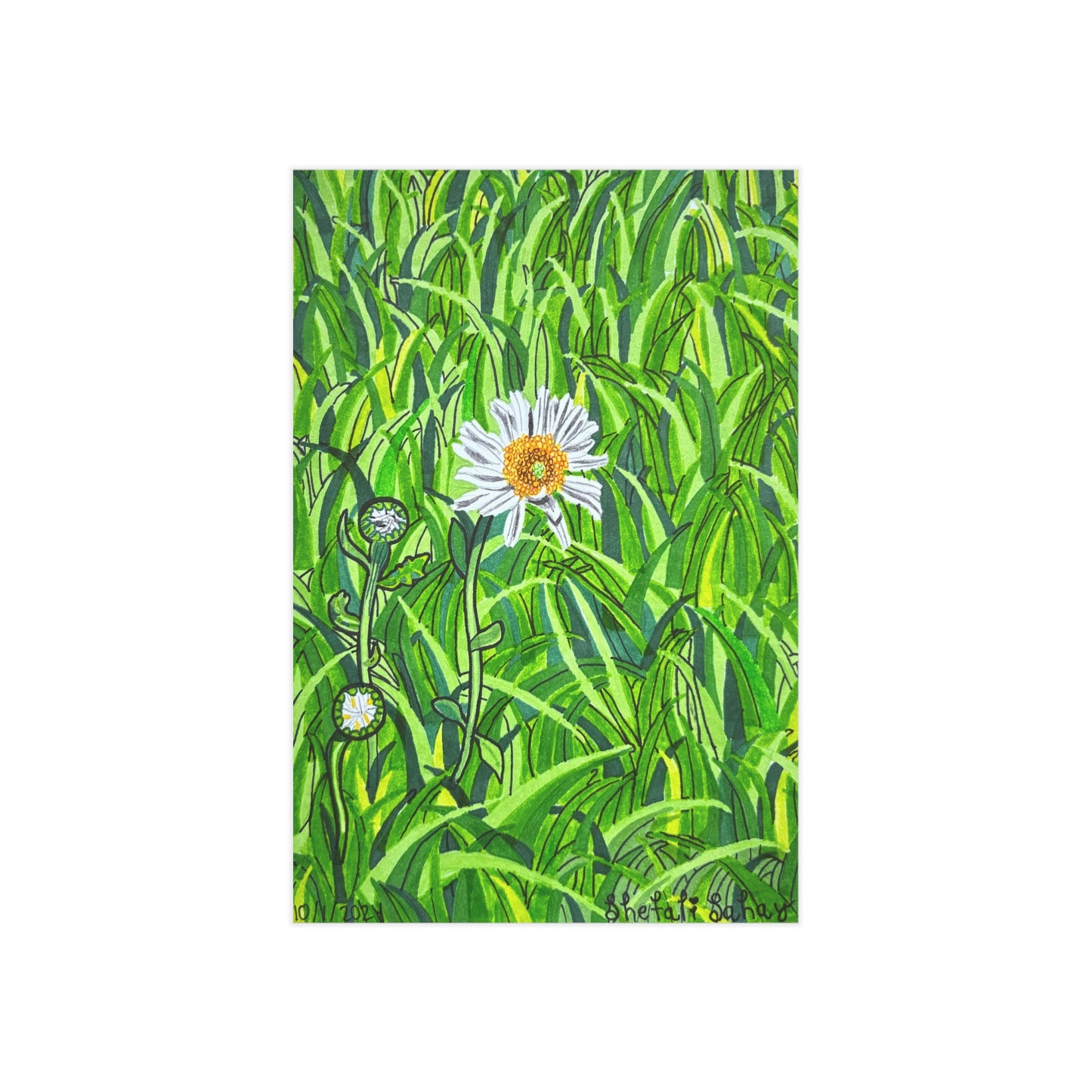 A Daisy In Bloom | Unframed Prints