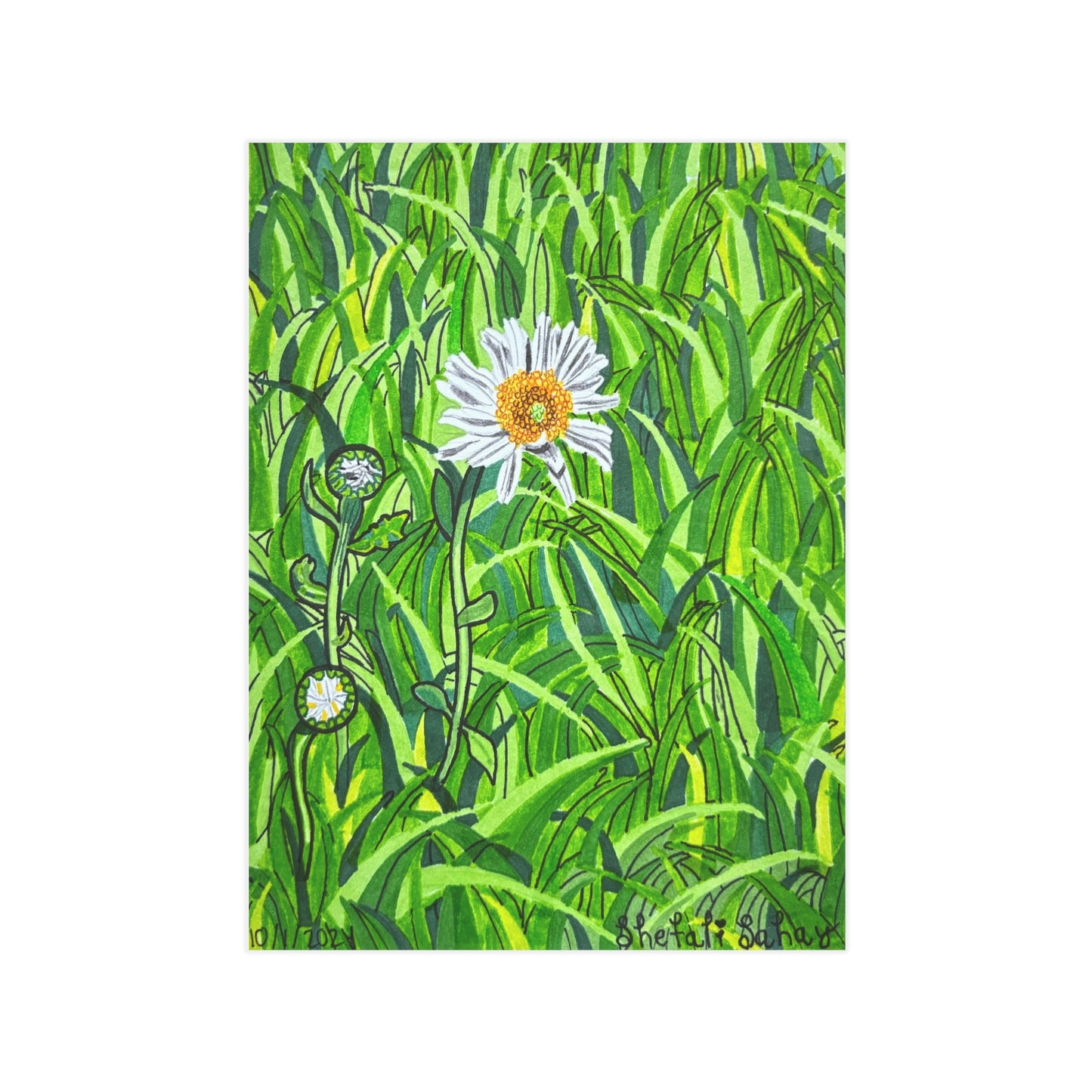 A Daisy In Bloom | Unframed Prints